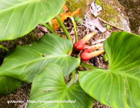 หัวเต่าเกียด