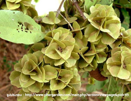 รากสะแก