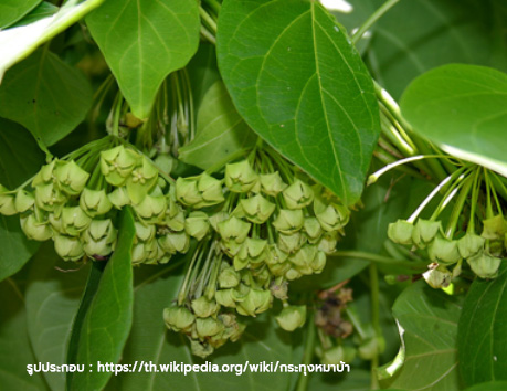 รากกระทุงหมาบ้า