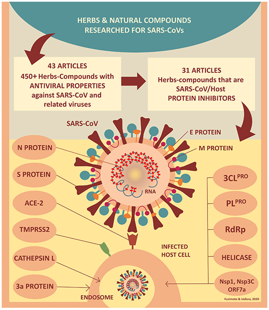 งานวิจัยความก้าวหน้าด้านสมุนไพร ในการต้านโควิด 19 ล่าสุด