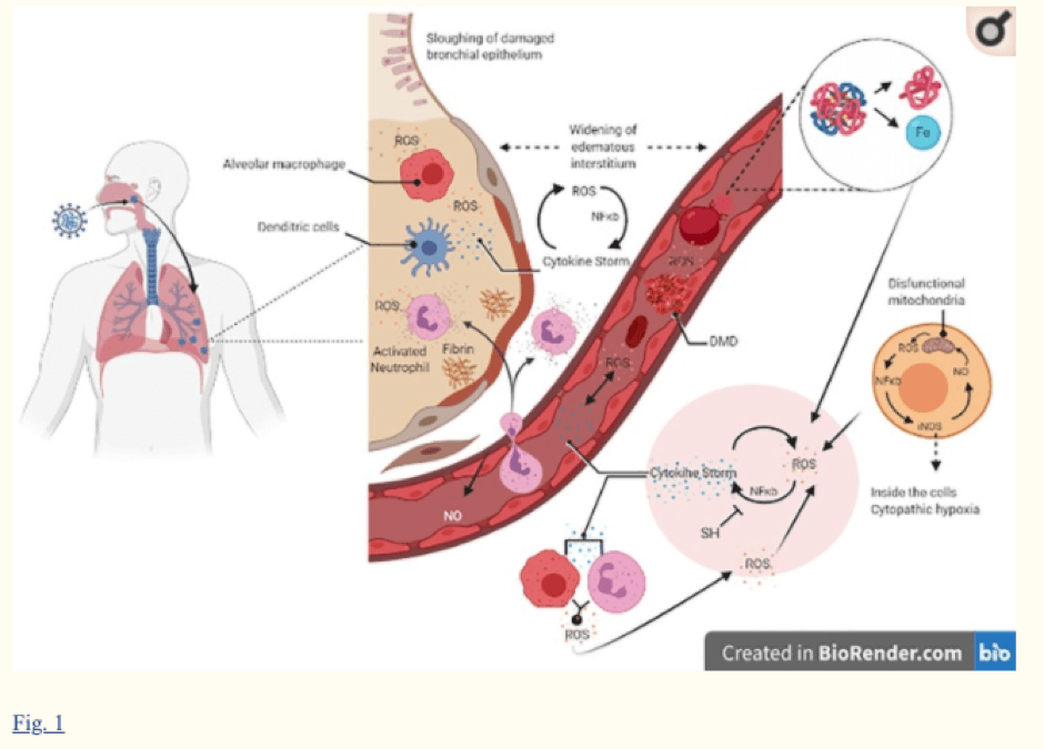 เมื่อร่างกายติดเชื้อโควิด 19 